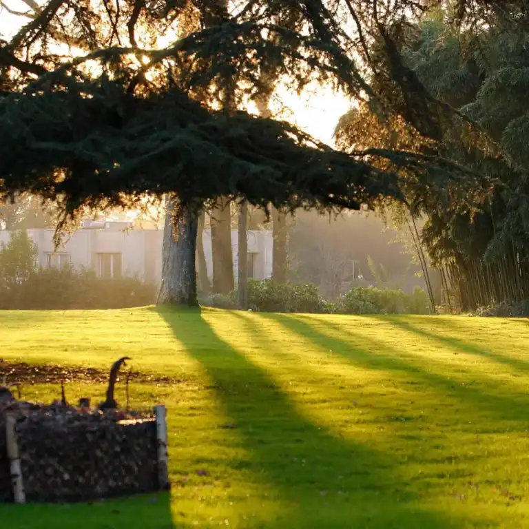 Paesaggio naturale con alberi e luce solare al tramonto.