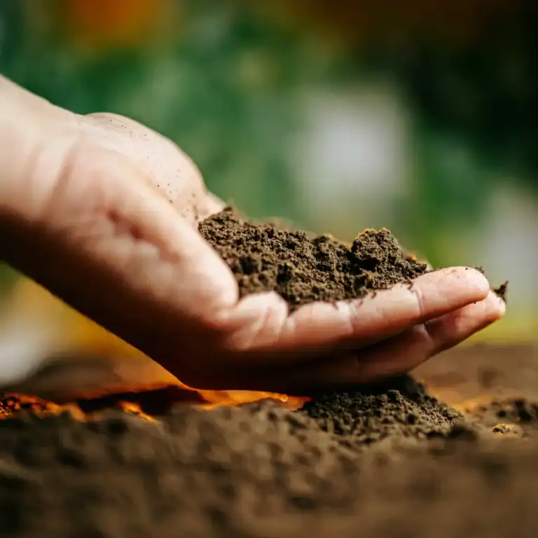 Mano che tiene terra fertile per agricoltura sostenibile.