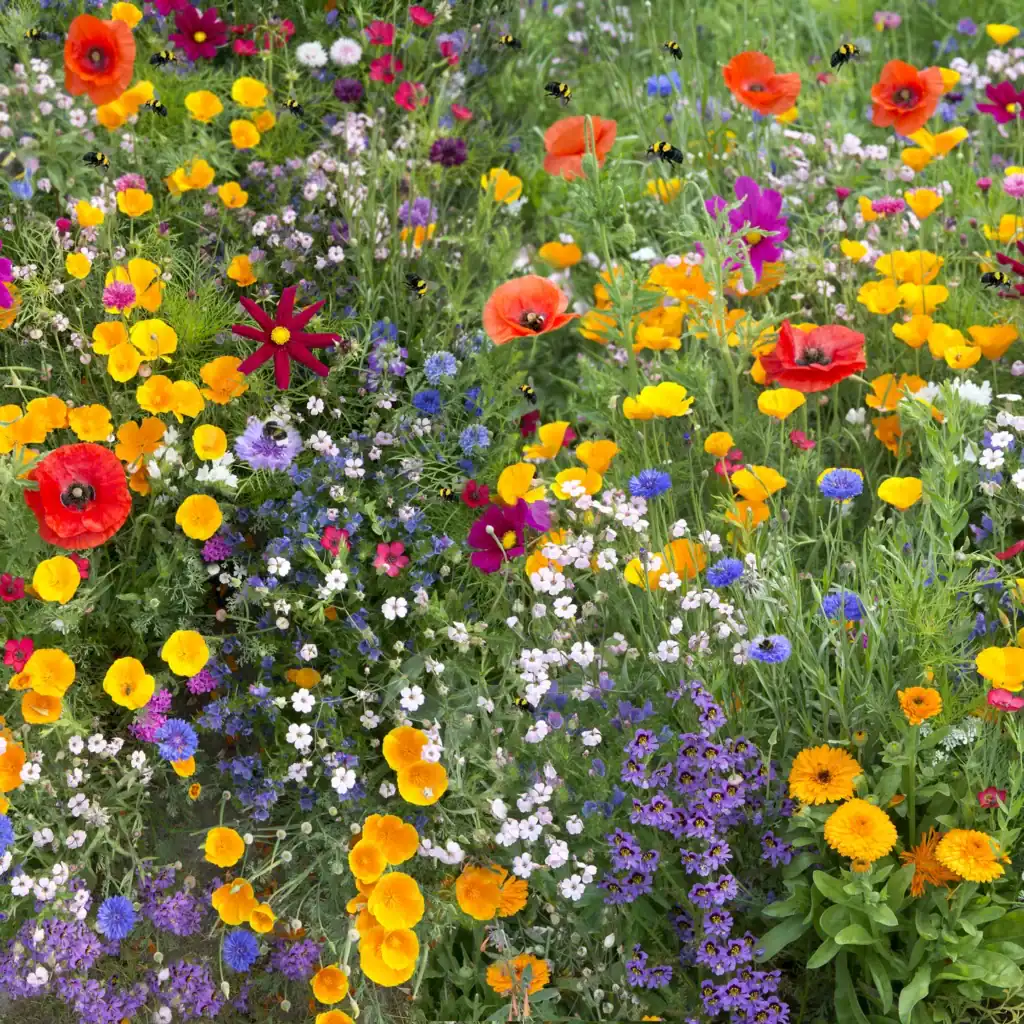 MIX MÉLANGE di fiori colorati con api e farfalle.