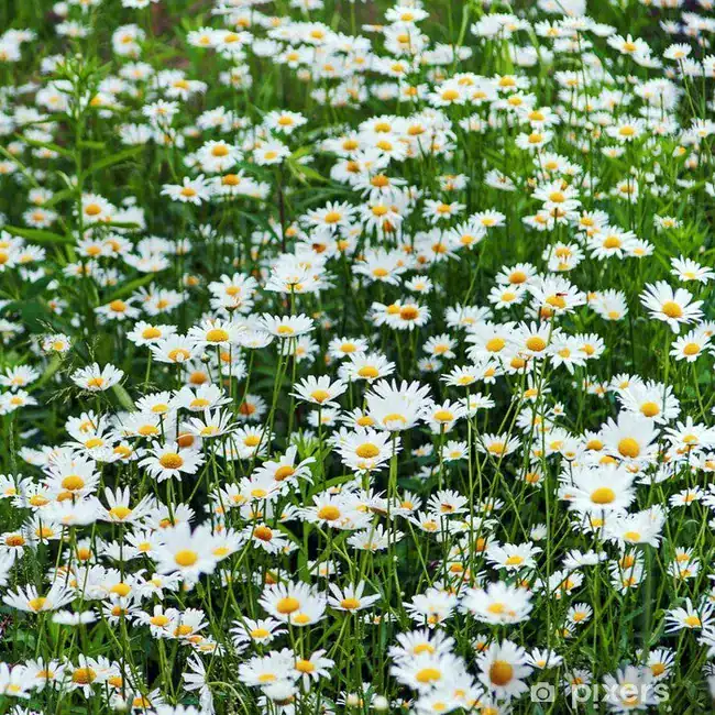 Campo di margherite bianche e gialle in fiore.